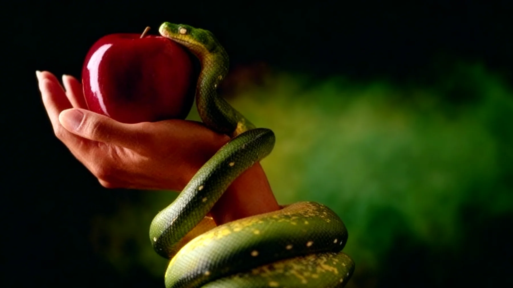 Forbidden Fruit2026-02-15T16:55:23.229Z"